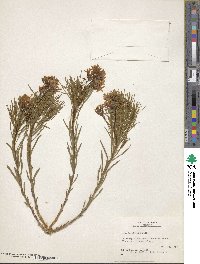 Amsonia ciliata image