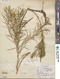 Amsonia ciliata image