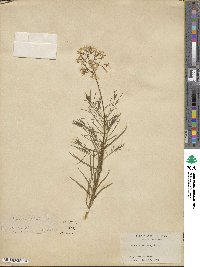 Amsonia ciliata image