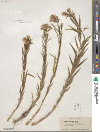 Amsonia ciliata image