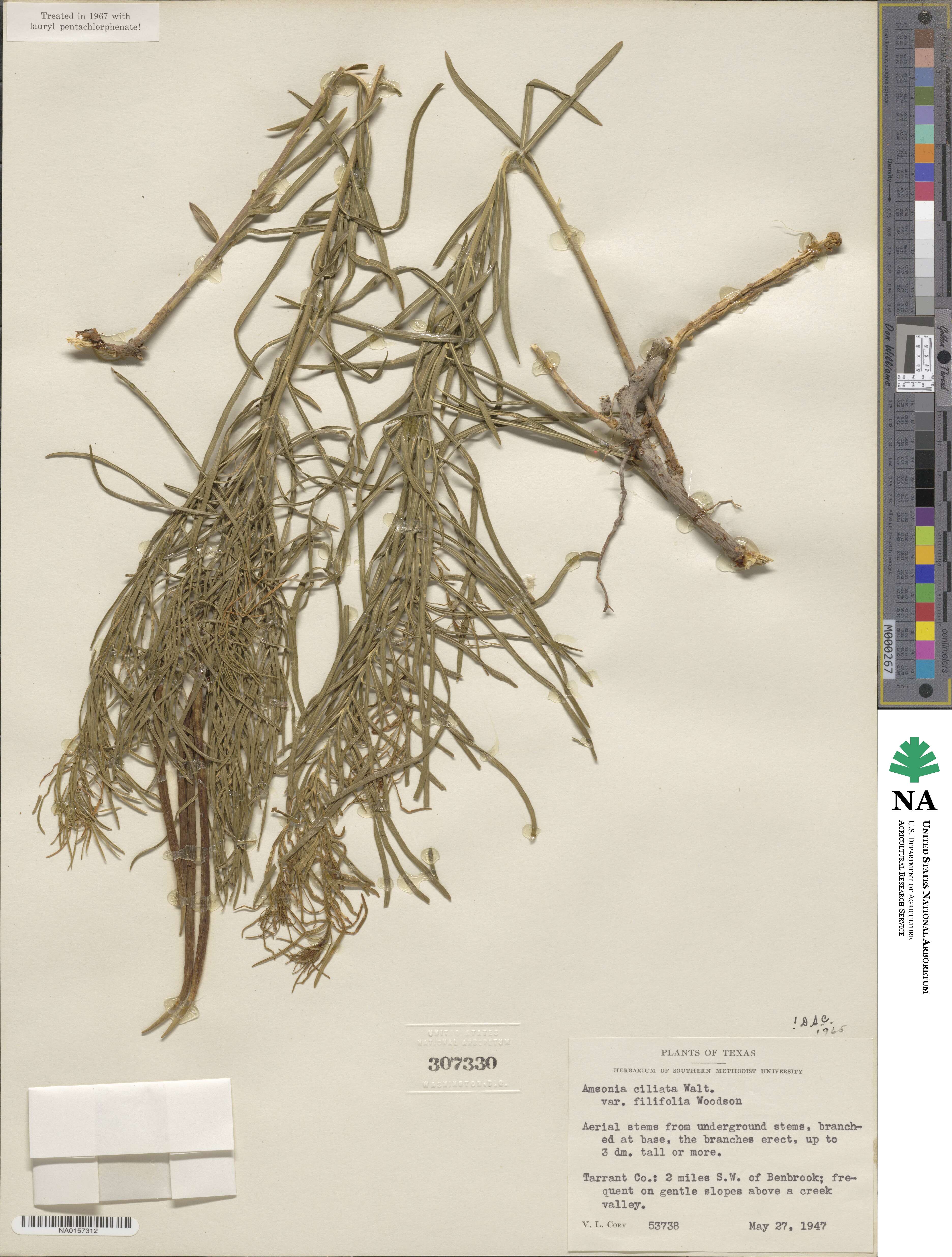 Amsonia ciliata image