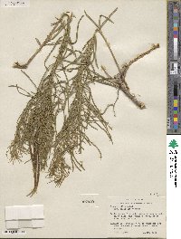 Amsonia ciliata image