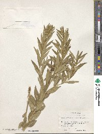 Amsonia ciliata image