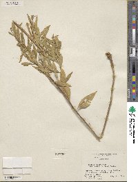 Amsonia ciliata image