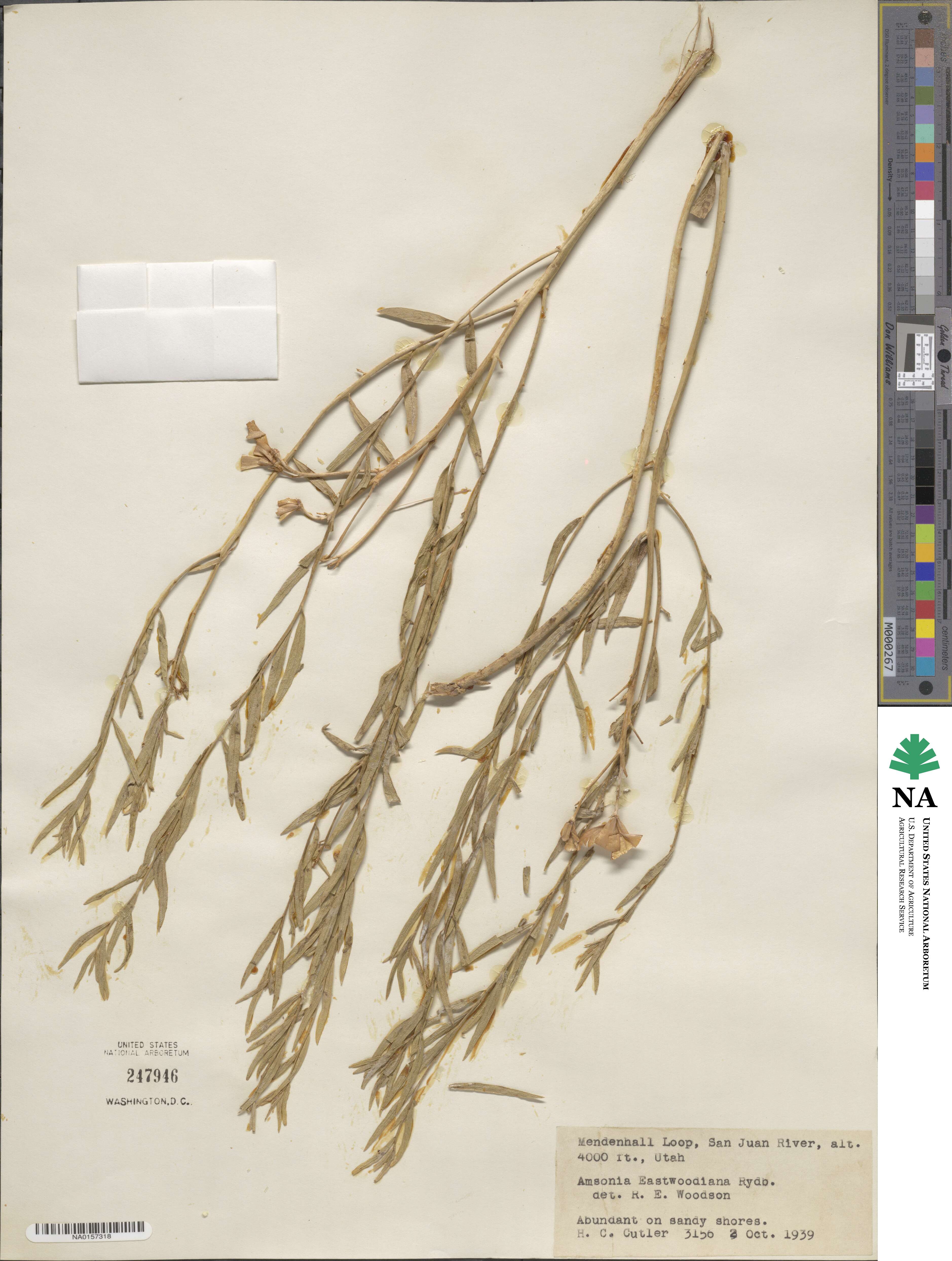 Amsonia tomentosa image