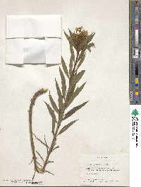 Amsonia tabernaemontana image