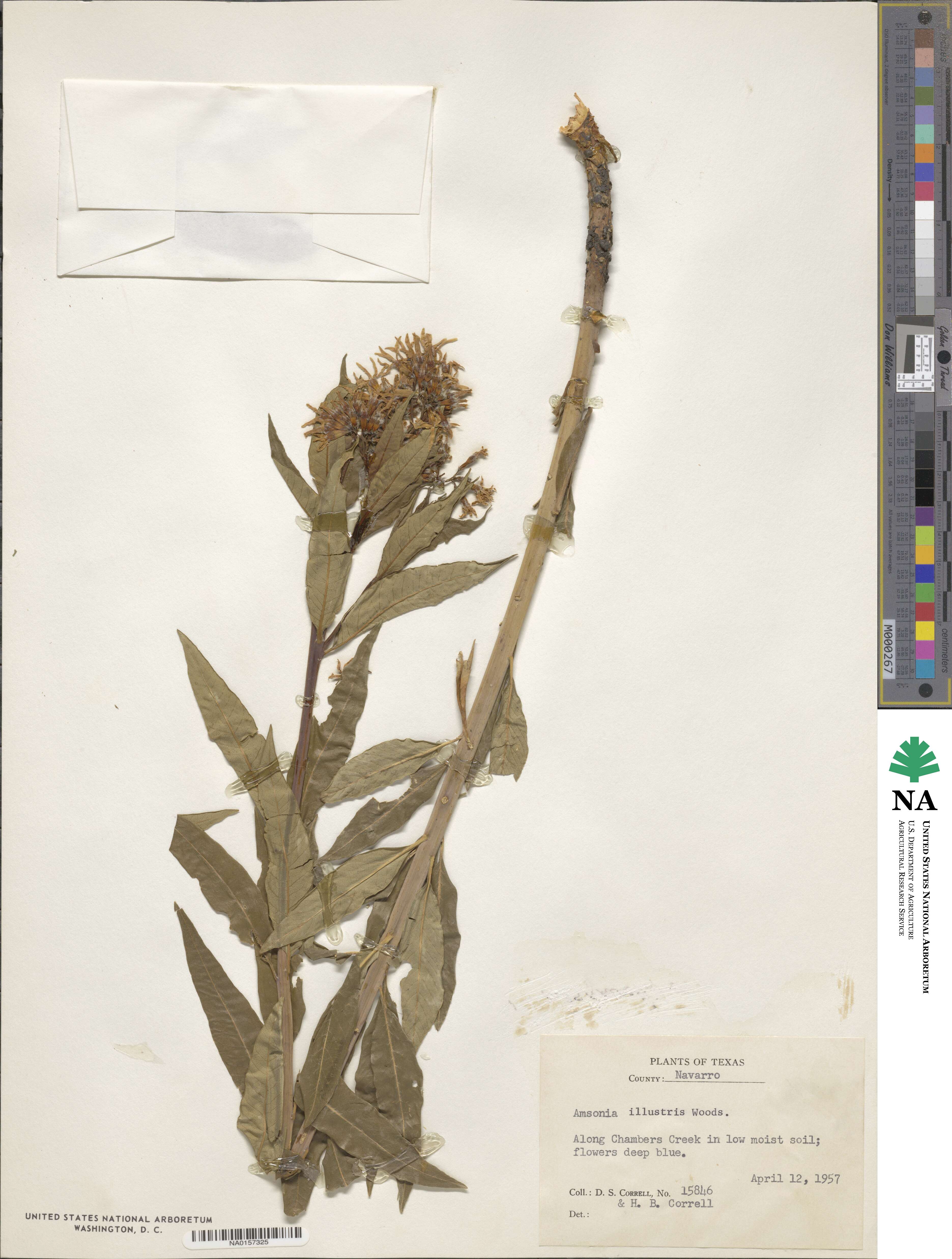 Amsonia tabernaemontana var. illustris image