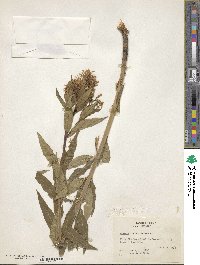 Amsonia tabernaemontana image