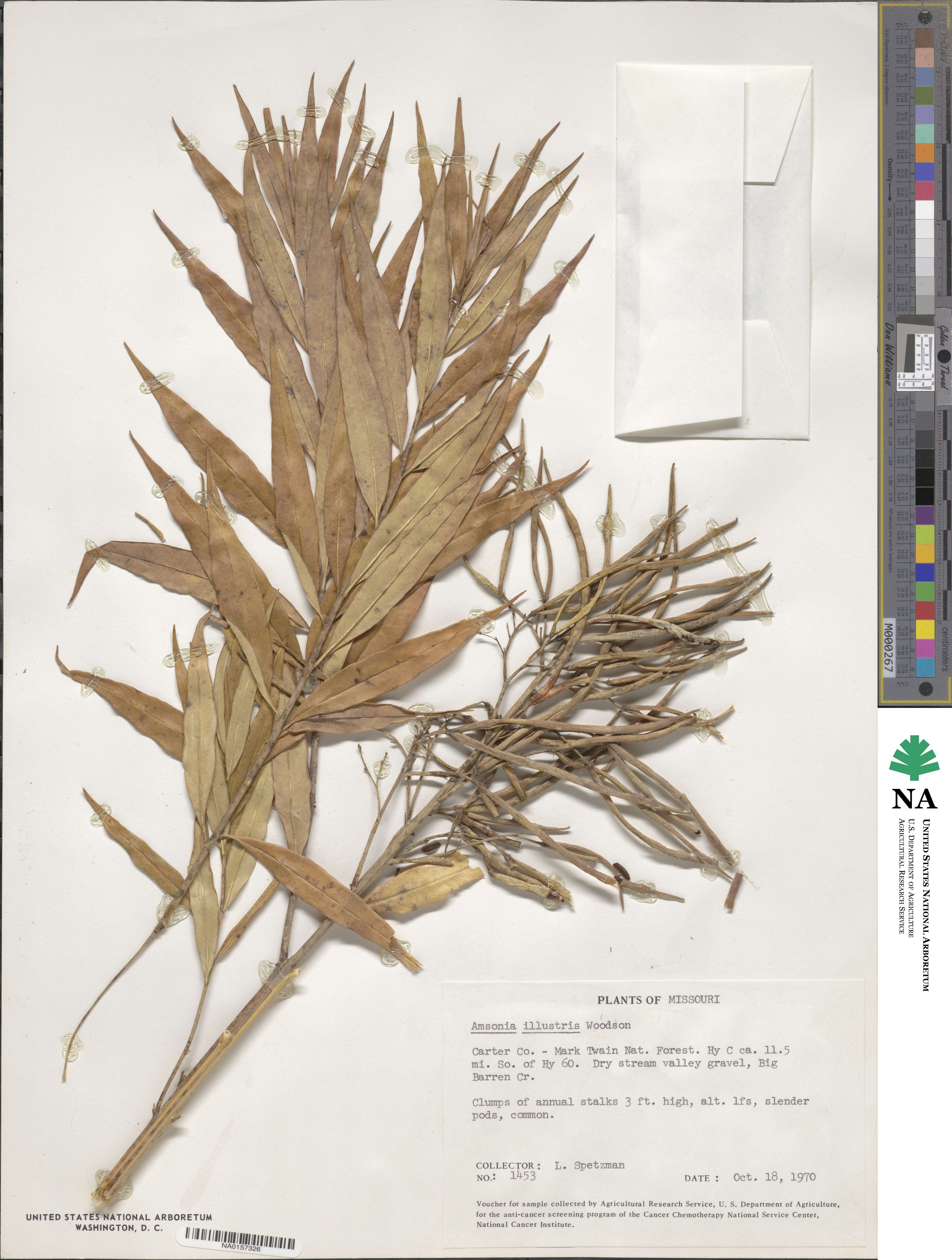 Amsonia tabernaemontana image