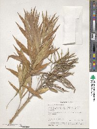 Amsonia tabernaemontana image