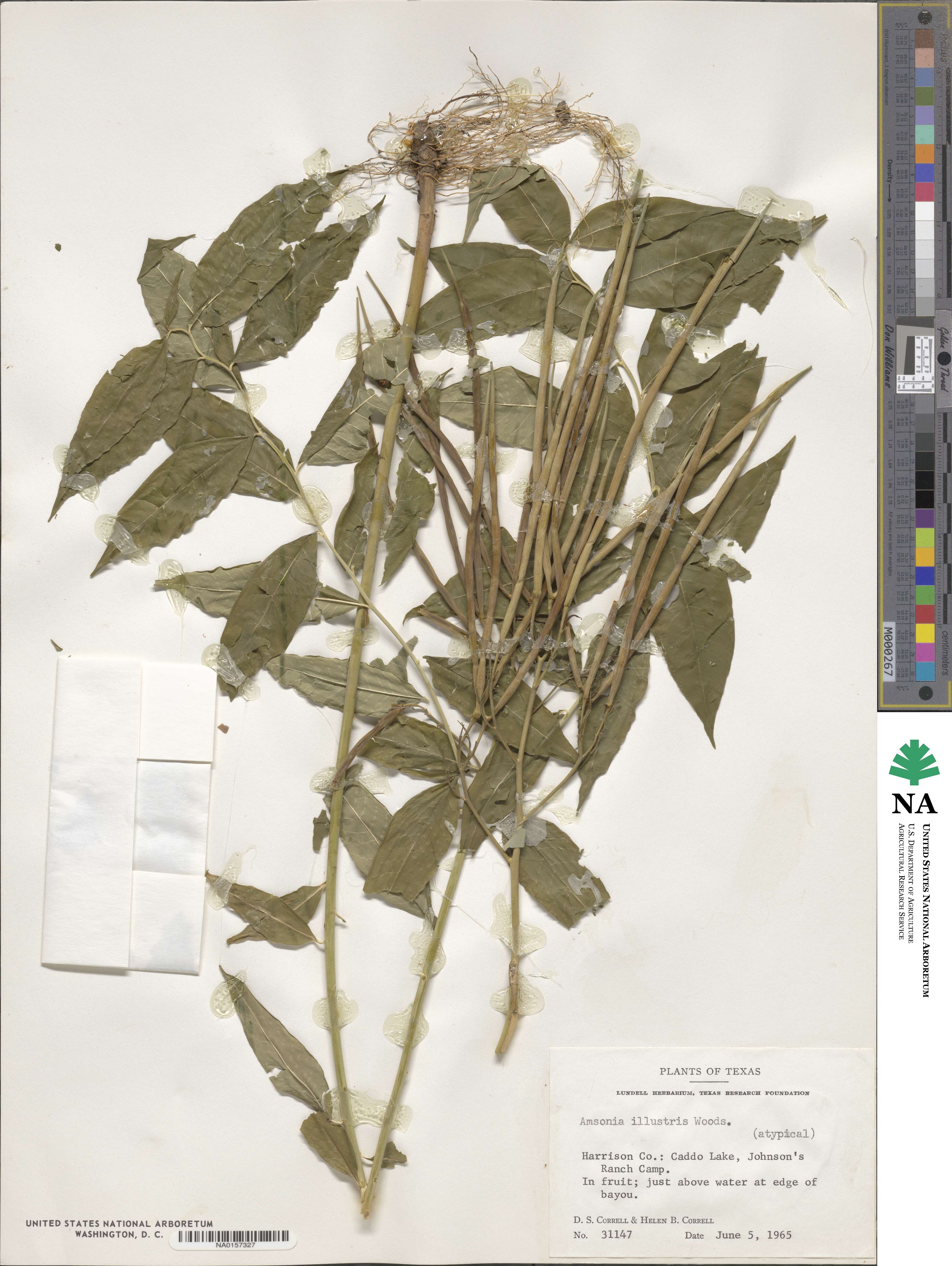 Amsonia tabernaemontana var. illustris image
