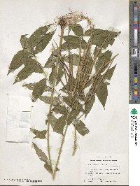 Amsonia tabernaemontana image