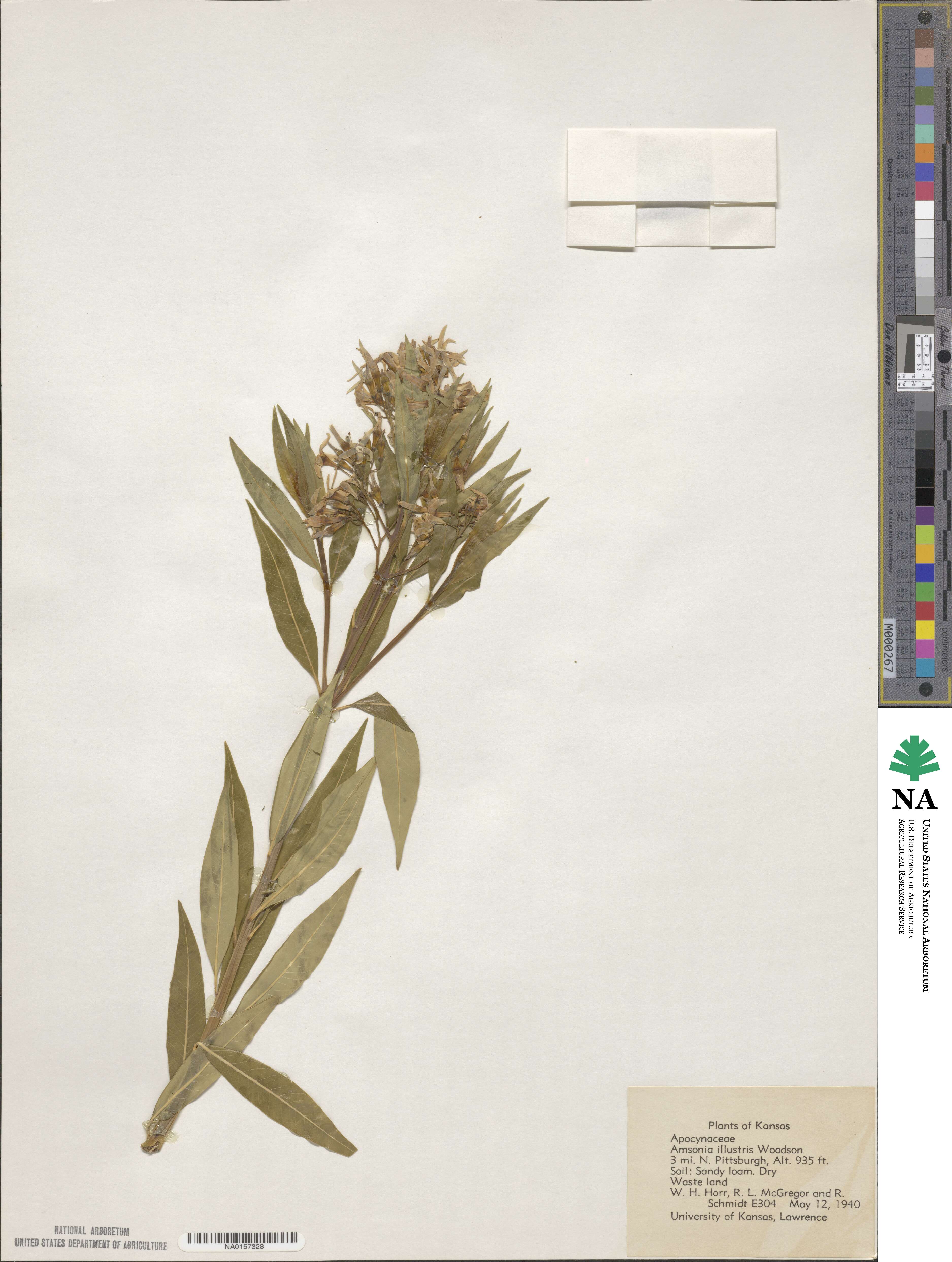 Amsonia tabernaemontana var. illustris image