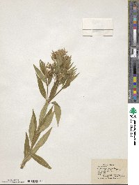 Amsonia tabernaemontana image