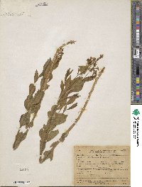 Image of Amsonia jonesii