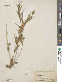 Image of Amsonia kearneyana