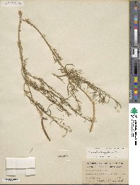 Amsonia longiflora image