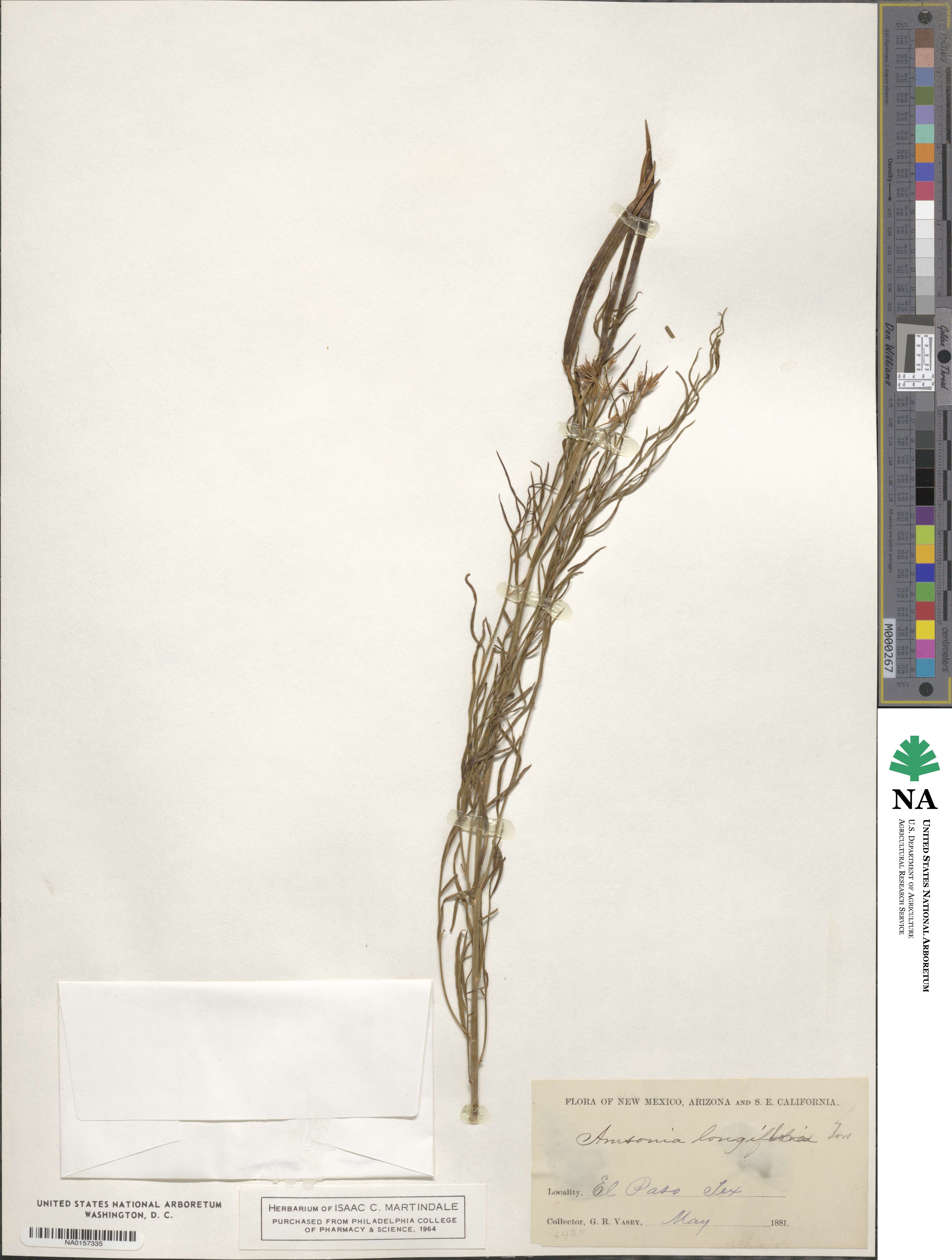 Amsonia longiflora image