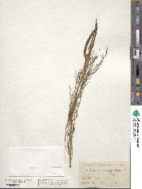 Amsonia longiflora image