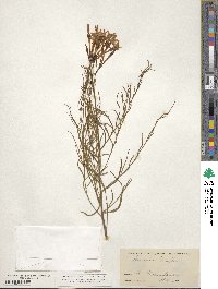 Amsonia longiflora image