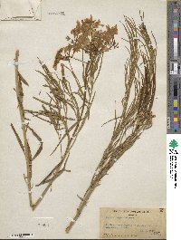 Amsonia longiflora image