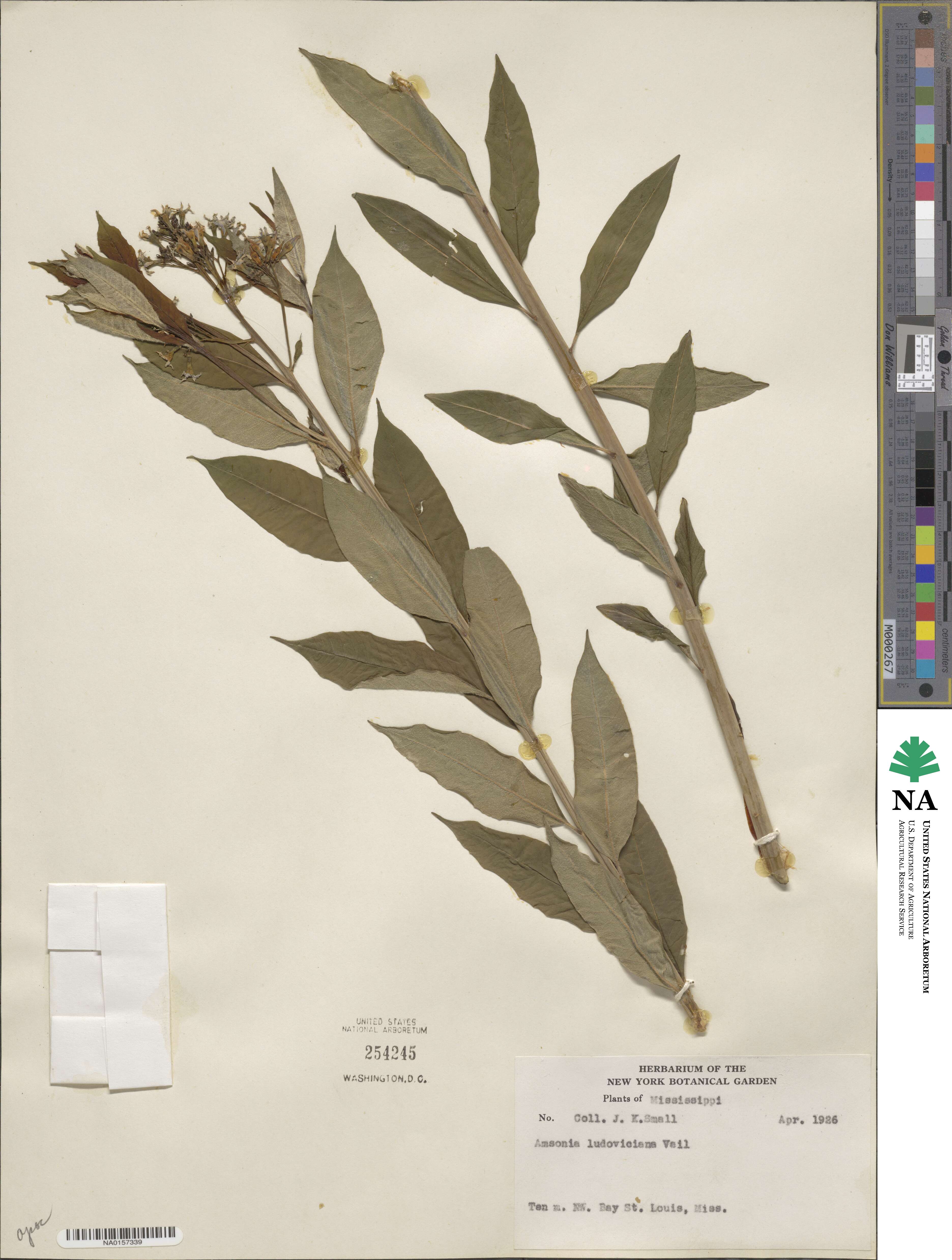 Amsonia ludoviciana image