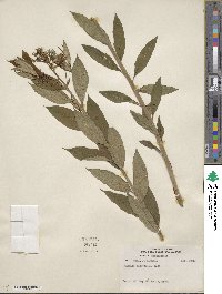 Amsonia ludoviciana image