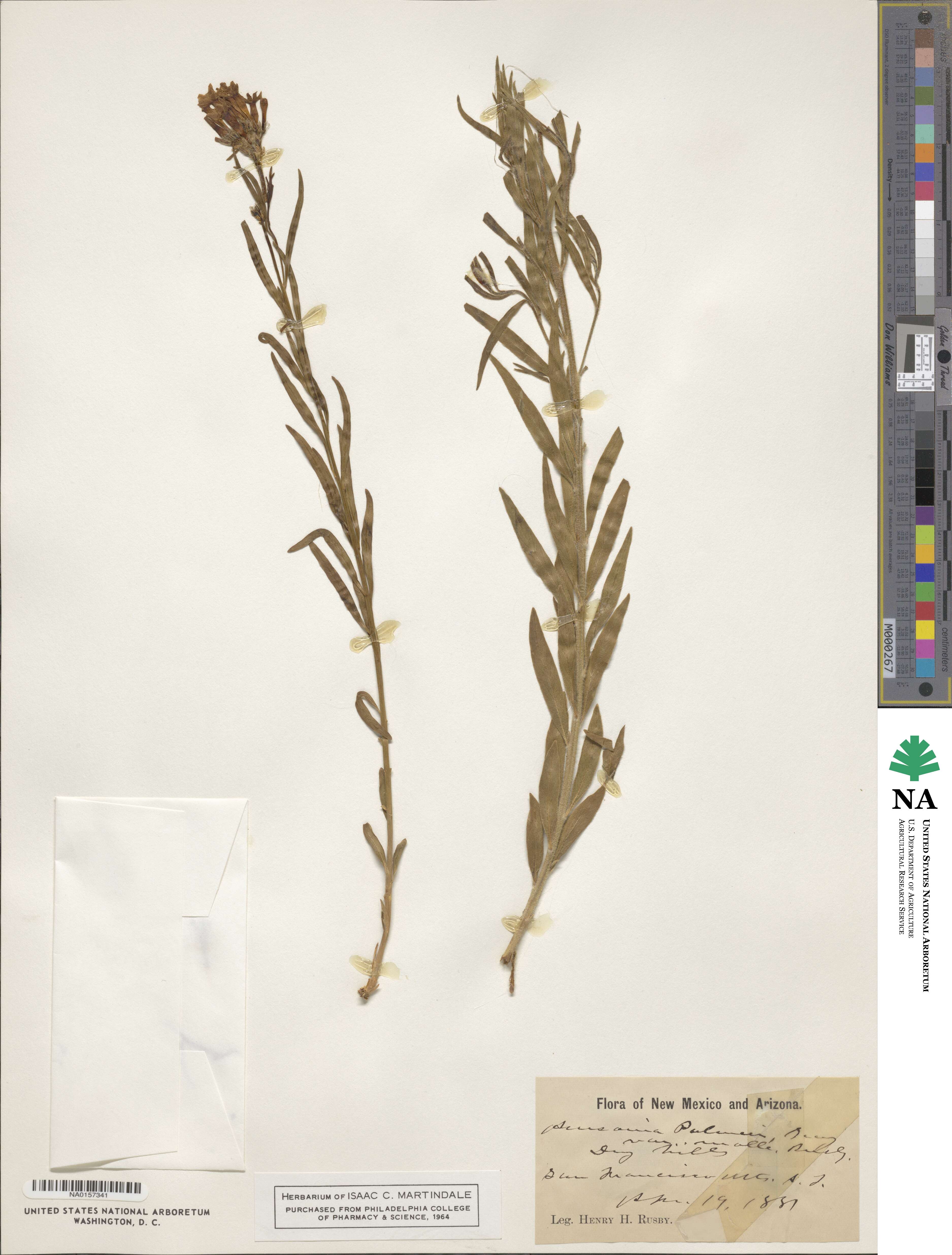 Amsonia palmeri image