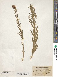 Amsonia palmeri image