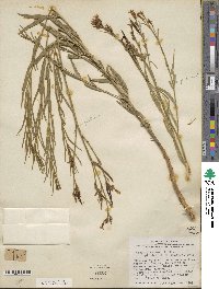 Amsonia palmeri image