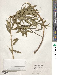 Amsonia tabernaemontana image