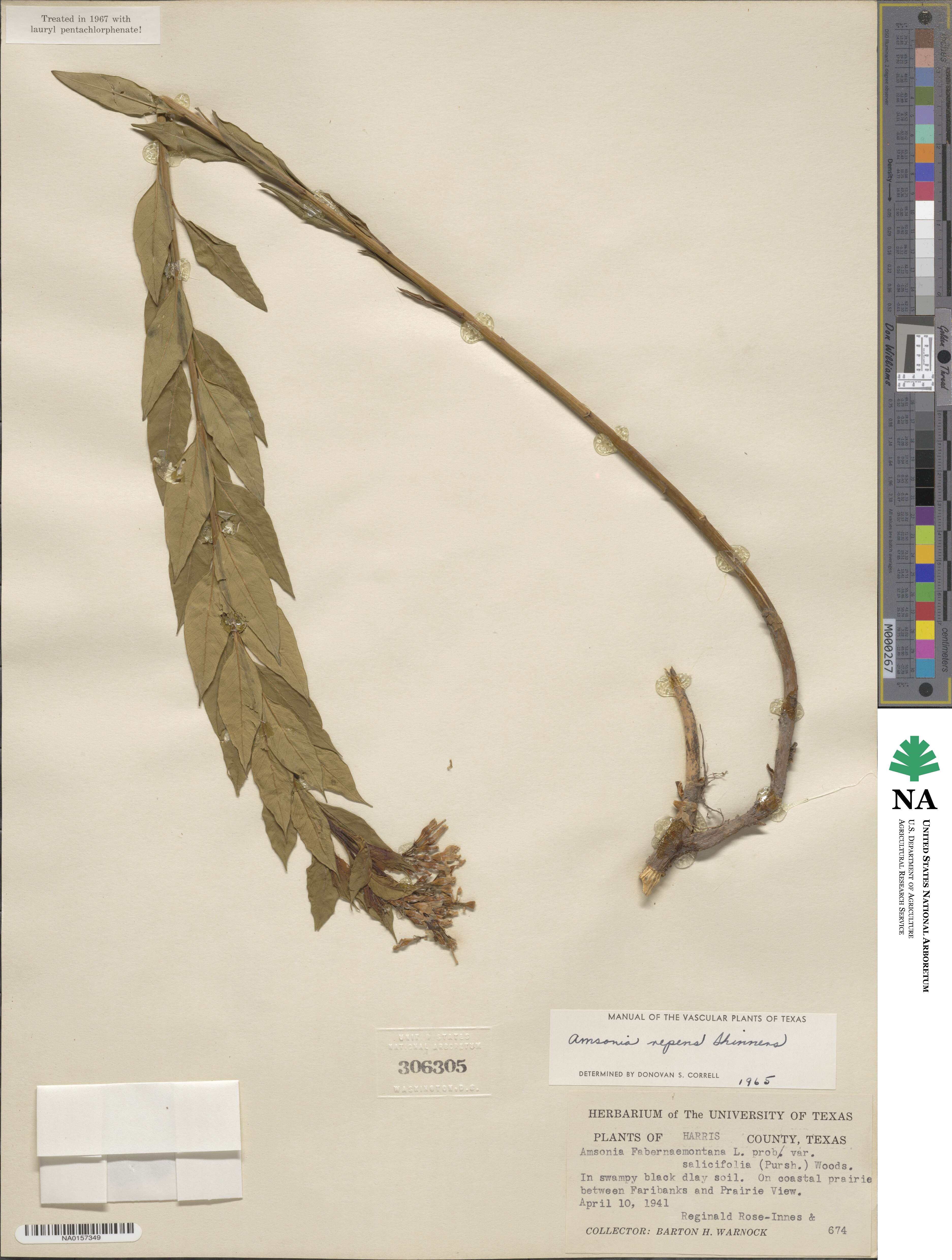 Amsonia tabernaemontana var. repens image
