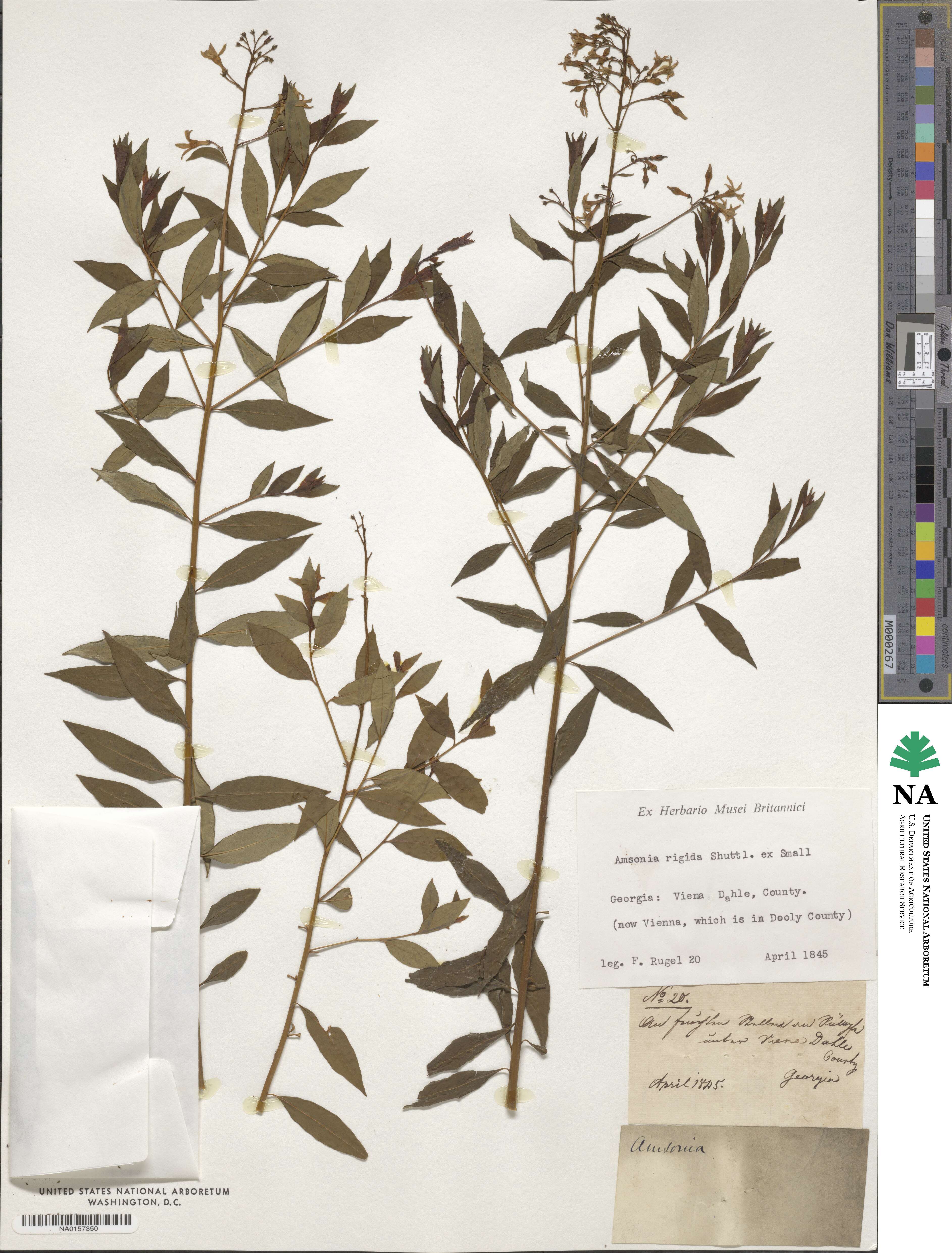 Amsonia rigida image