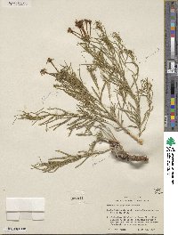 Amsonia longiflora image