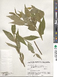 Amsonia tabernaemontana image