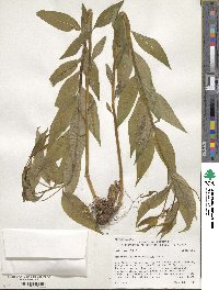 Amsonia tabernaemontana image