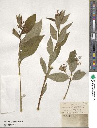 Amsonia tabernaemontana image