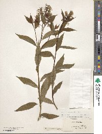 Amsonia tabernaemontana image