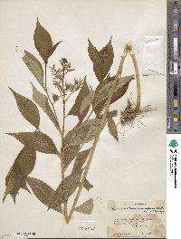 Amsonia tabernaemontana image