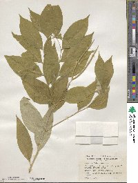 Amsonia tabernaemontana image