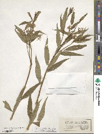 Amsonia tabernaemontana image