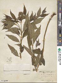 Amsonia tabernaemontana image