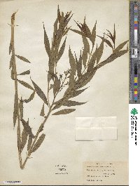 Amsonia tabernaemontana image