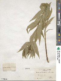 Amsonia tabernaemontana image