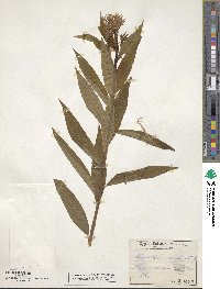 Amsonia tabernaemontana image