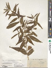 Amsonia tabernaemontana image