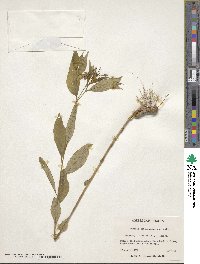 Amsonia tabernaemontana image