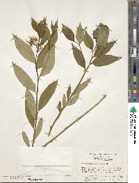 Amsonia tabernaemontana image