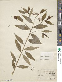 Amsonia tabernaemontana image