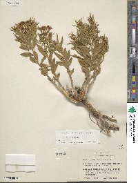Image of Amsonia tharpii